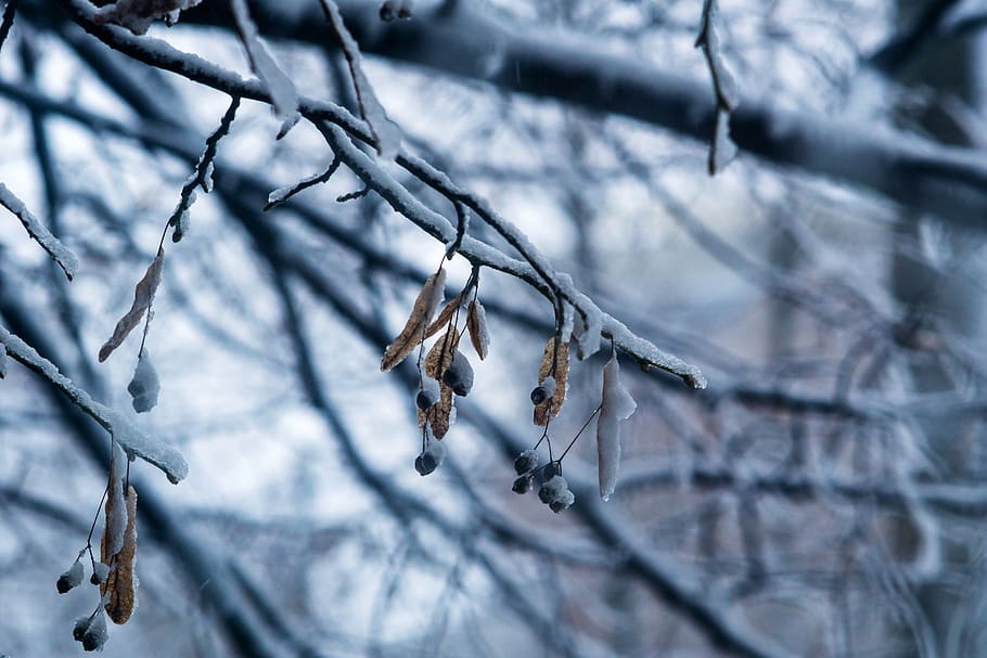 casey, leaf, snow, ice, trees, winter, landscape, frost, nature HD wallpaper