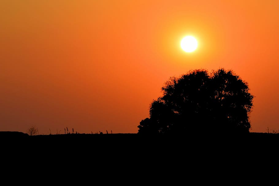 sunset, tree, silhouette, evening sun, evening sky, abendstimmung HD wallpaper