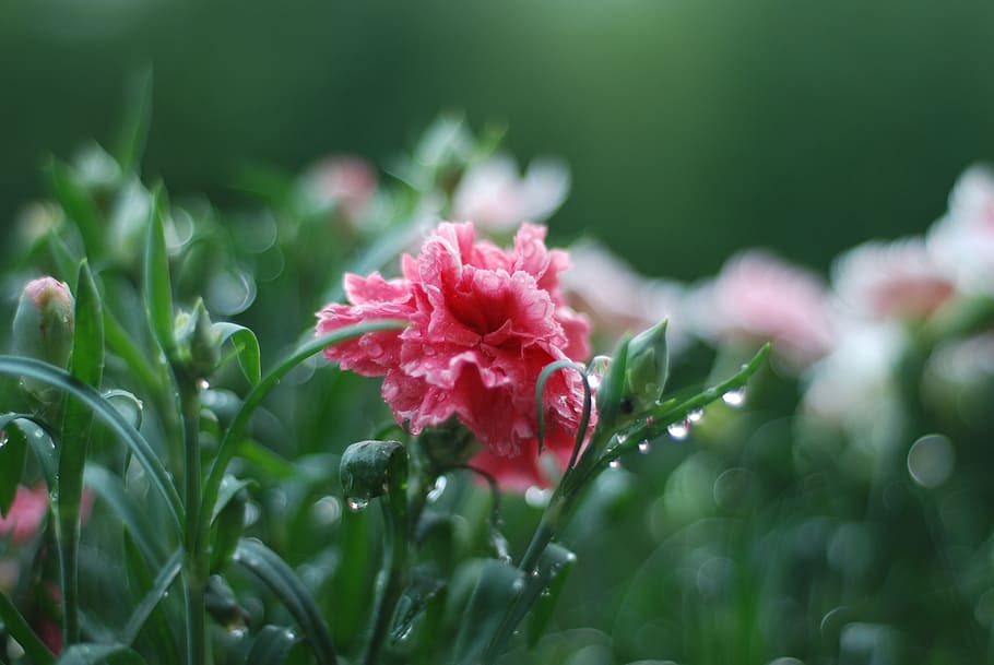 Pink, Spring, Flower, Flora, rosa, green, nature, plant, garden HD wallpaper
