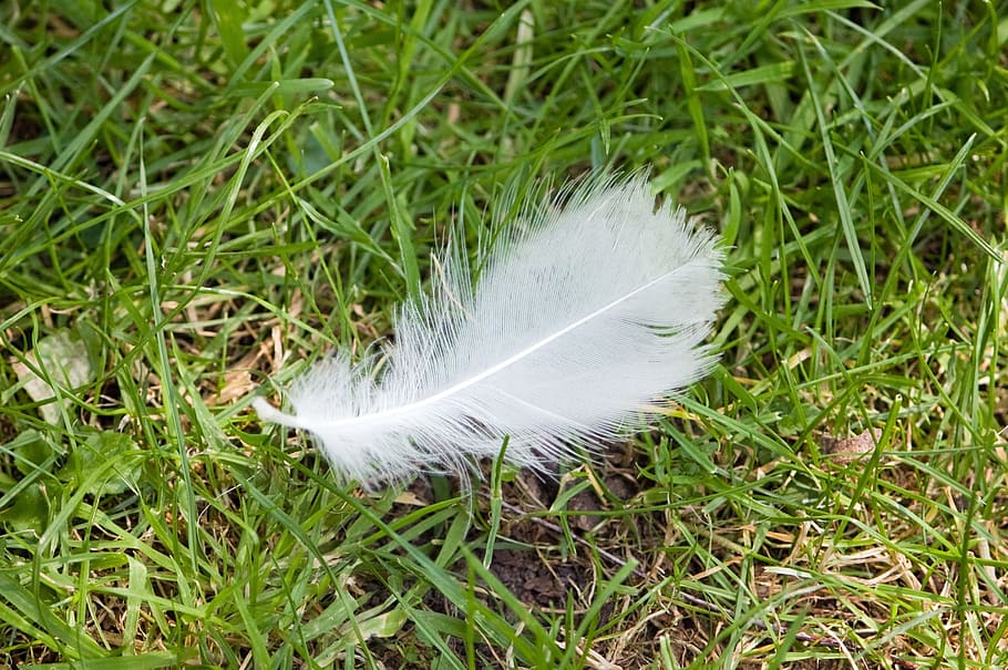 feather, white, lucky, grass, outdoors, nature, plant, green color HD wallpaper