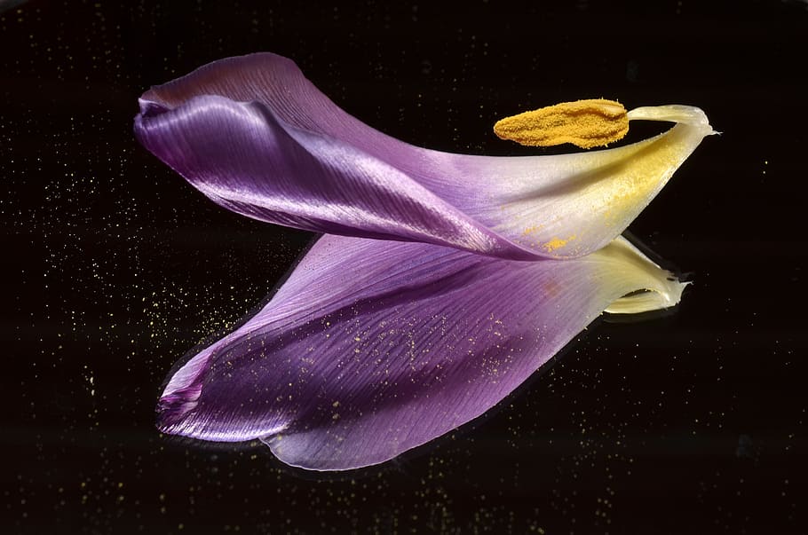 Tulip, Shared, Mirror, Purple, nature, water, macro, flower HD wallpaper