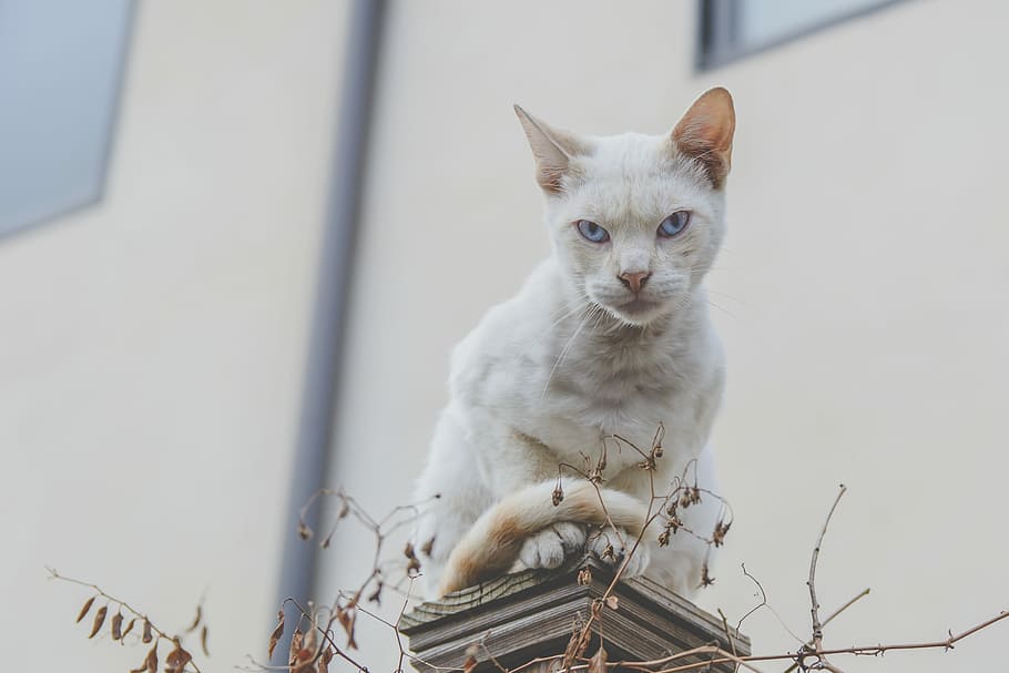 selective focus photography of white cat, white cat seating on column HD wallpaper