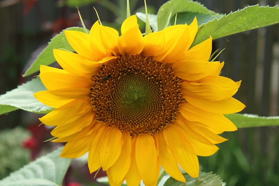 sunflower, macro, nature, yellow, summer plants, insect, flowering plant HD wallpaper