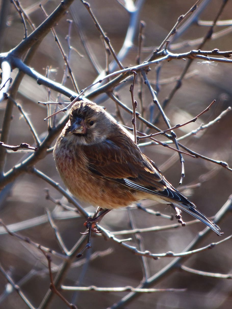 Sparrow, Winter, Branch, Cold, Bird, one animal, animal wildlife HD wallpaper