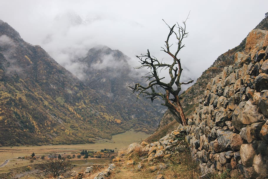brown mountain covered with fog during day time, bare tree beside mountain HD wallpaper