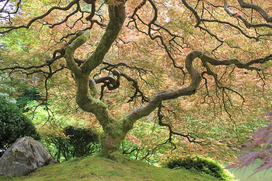 view of moss covered tree during daytime, japanese garden, plant, HD wallpaper