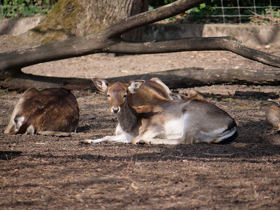 hirsch, roe deer, concerns, sleep, mammal, animal world, nature HD wallpaper