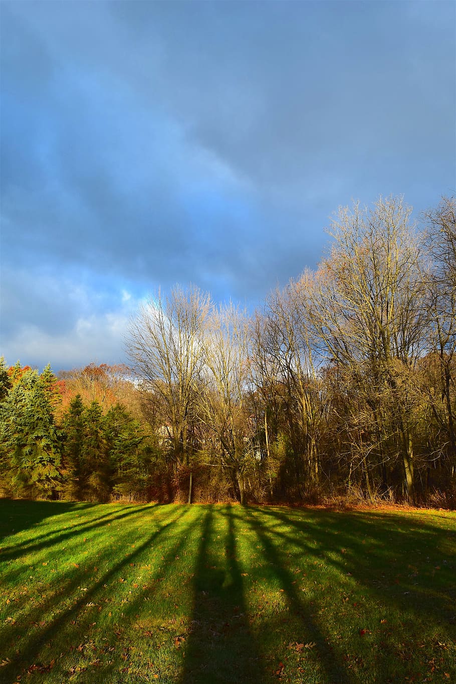 sunrise, daylight, shadows, trees, nature, grass, landscape HD wallpaper