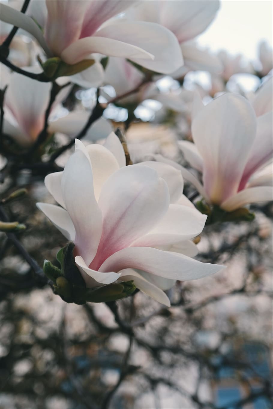 nature, flowers, petals, blur, beautiful, bloom, blooming, bright HD wallpaper
