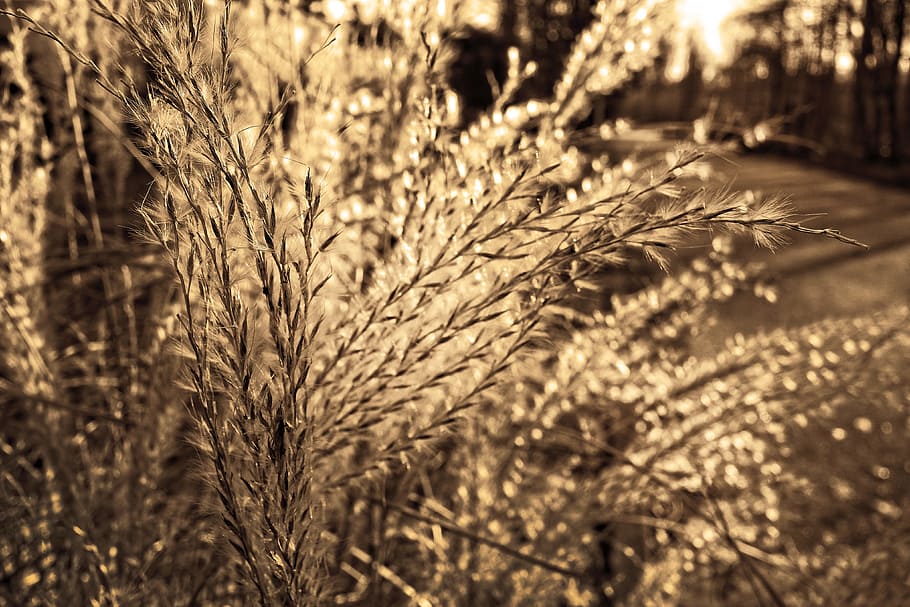 close-up photography brown plant at golden hour, pampas grass, HD wallpaper
