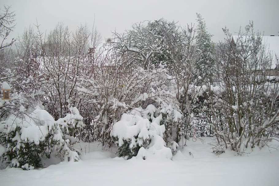 snow, snowflake, winter, tree, nature, cold - Temperature, frost HD wallpaper