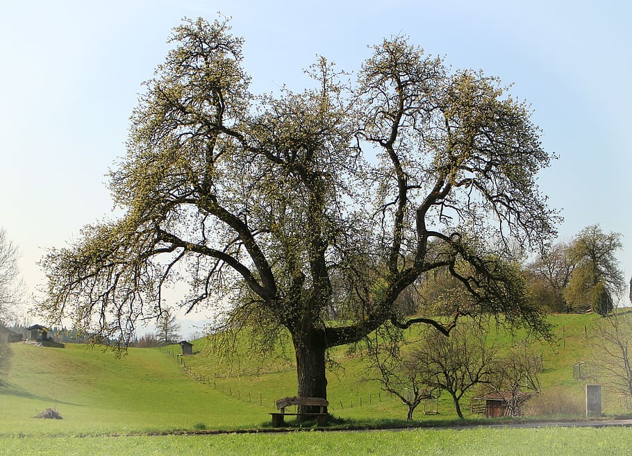 spring, tree, bloom, seat, bank, sit, nature, out, click, recovery HD wallpaper