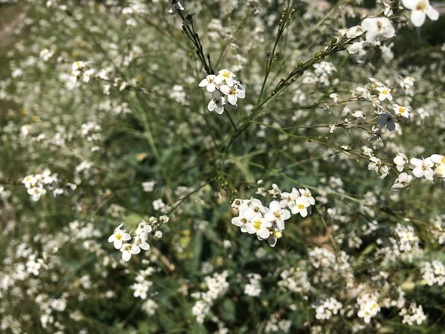 nature, flower, ant, focus, summer, blossom, spring, garden HD wallpaper