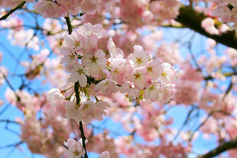 cherry blossoms, spring, pink, flower, nature, tree, bright HD wallpaper