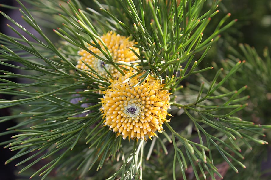 needle, nature, tree, pine, flora, plant, growth, beauty in nature HD wallpaper
