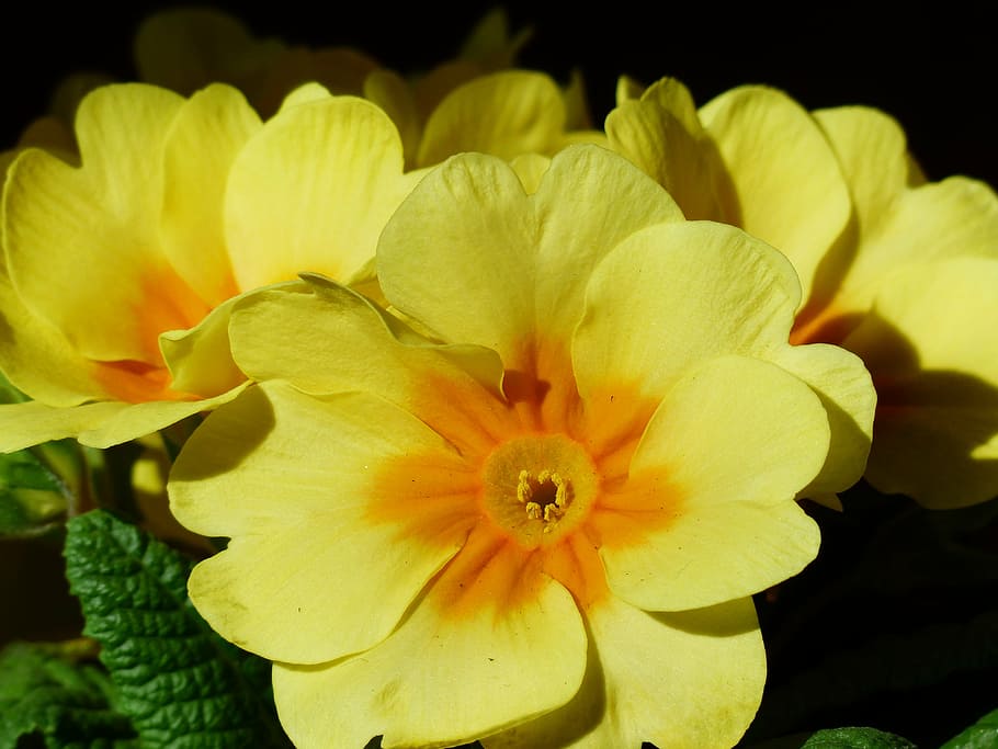 primrose, flower, blossom, bloom, yellow, primula, primrose greenhouse HD wallpaper
