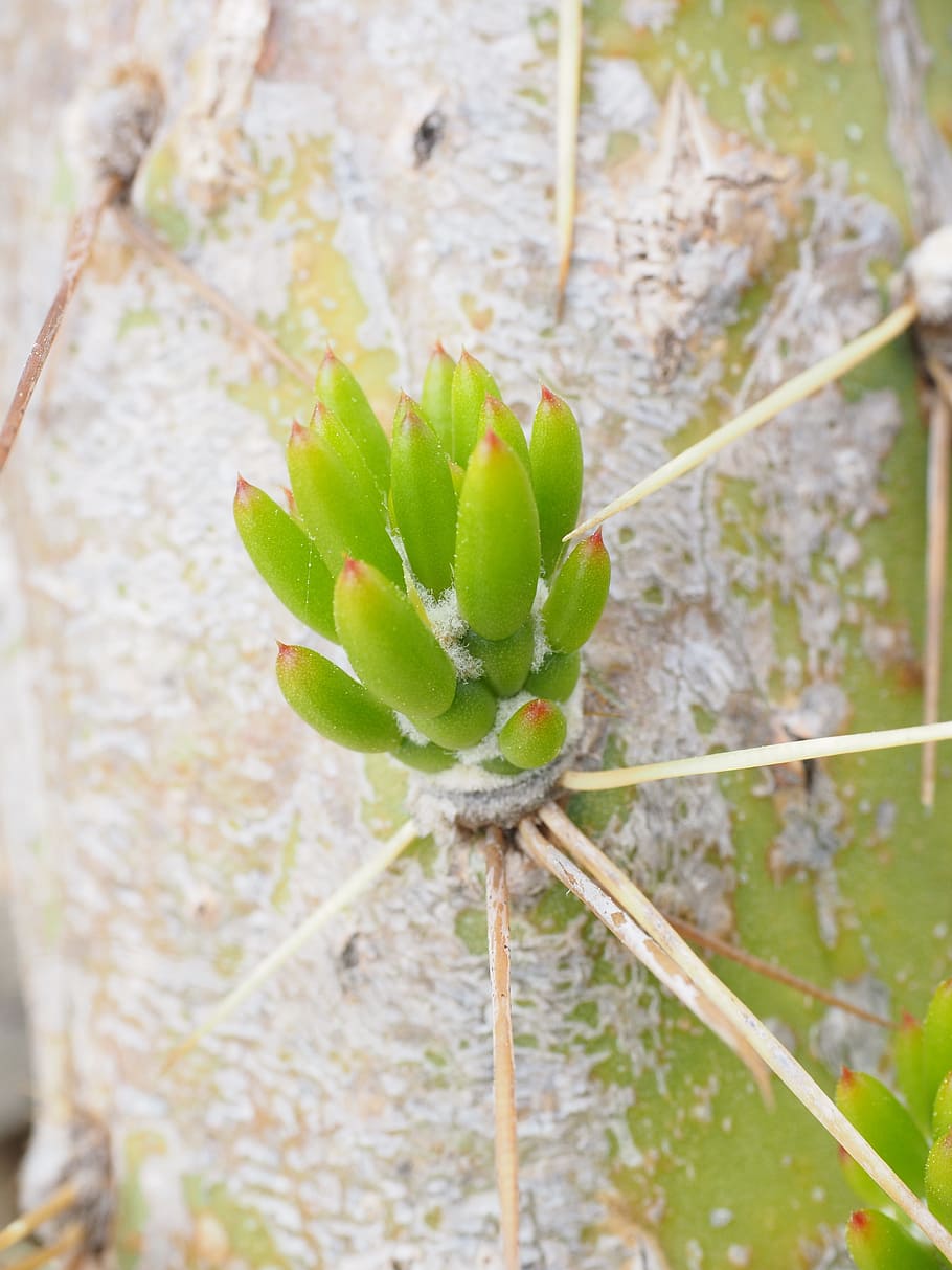cactus, opuntia, engine, foliation, green, austrocylindropuntia subulata HD wallpaper