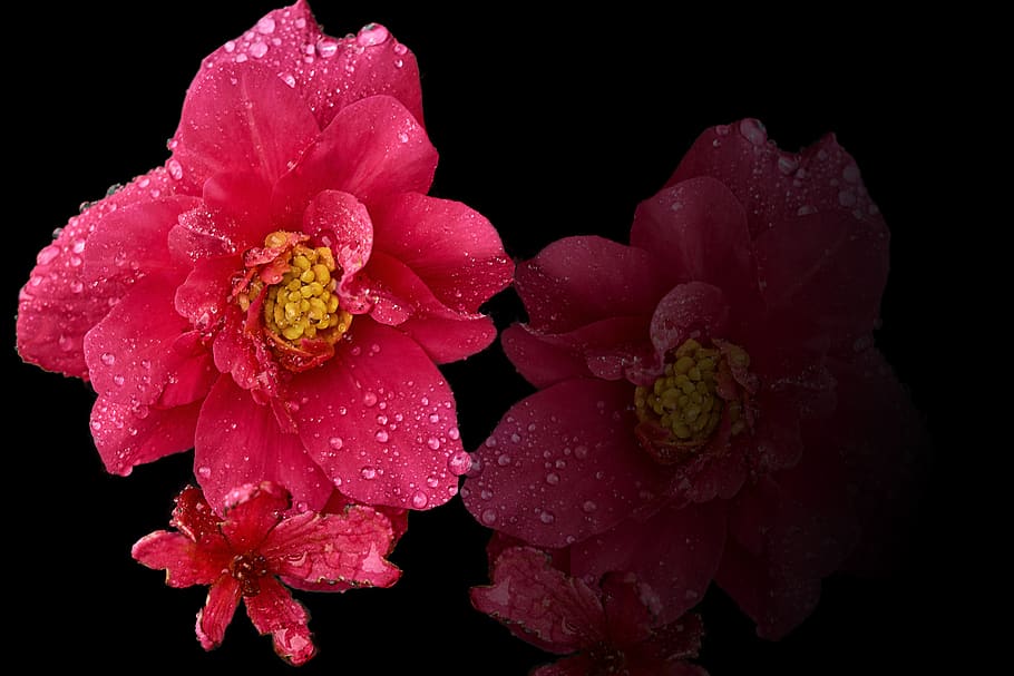 blossom, bloom, composition, flowers, flowering plant, beauty in nature HD wallpaper