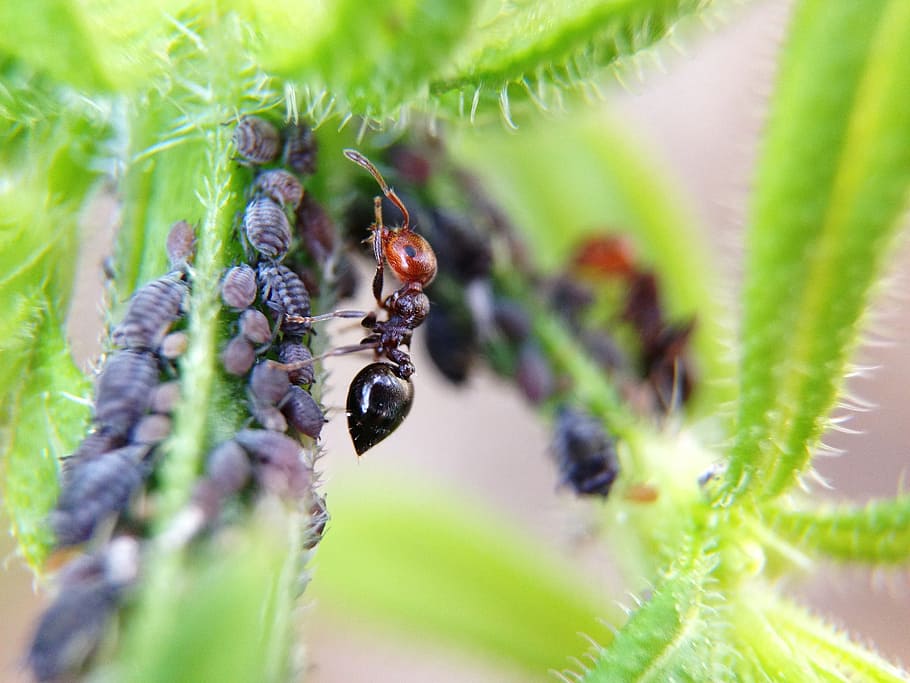 ant, larvae, animals, nature, invertebrate, insect, animal wildlife HD wallpaper
