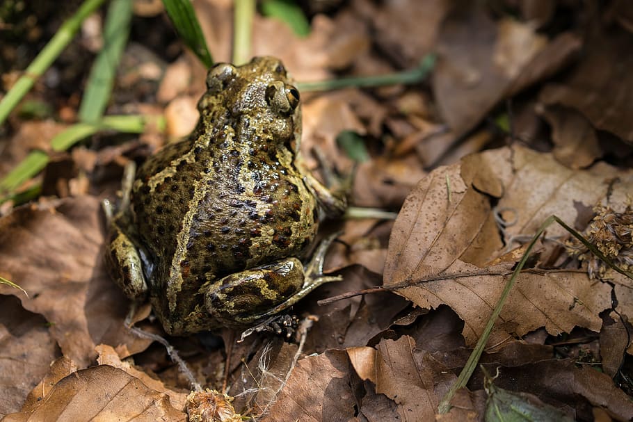 toad, forest, leaves, autumn, aquatic animal, frog, close, forest floor HD wallpaper