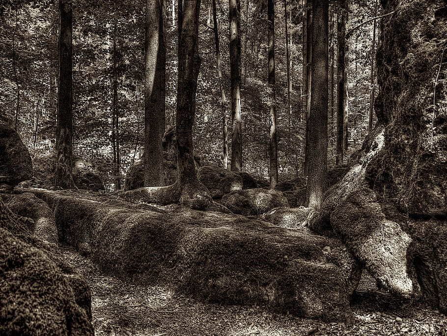 druid grove, forest, root, tree root, national park, overgrown HD wallpaper