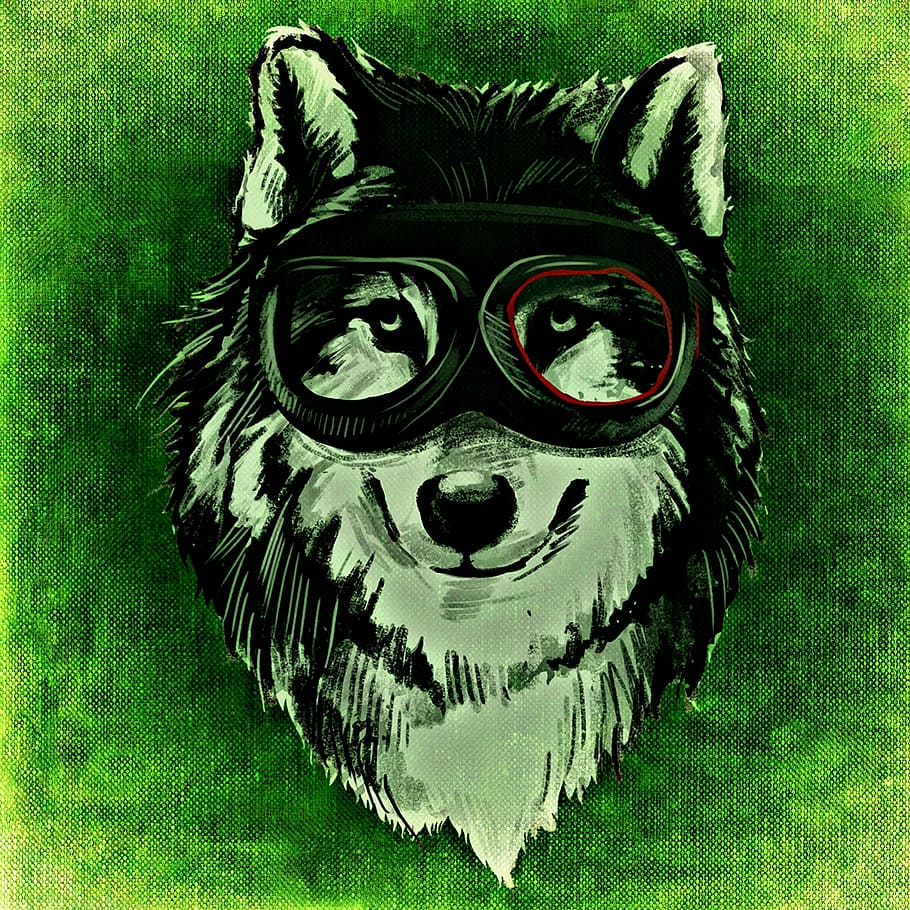 dog, funny, cheeky, cap, animal, wild, abstract, creative, art and craft HD wallpaper