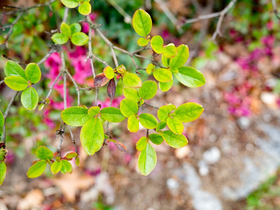 Green Leaves, blur, bush, focus, garden, Macro, Nature, Spring HD wallpaper