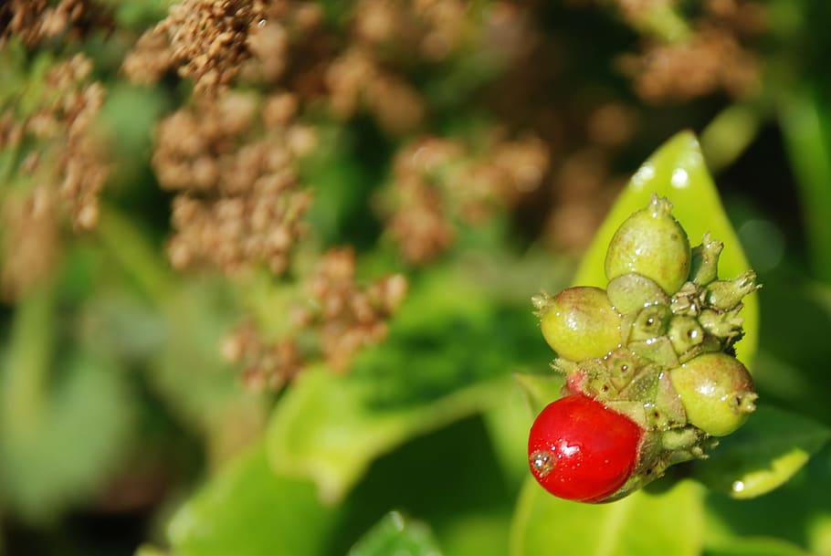 Berries, Berry, Nature, Leaf, Leaves, flower, green, bush, macro HD wallpaper