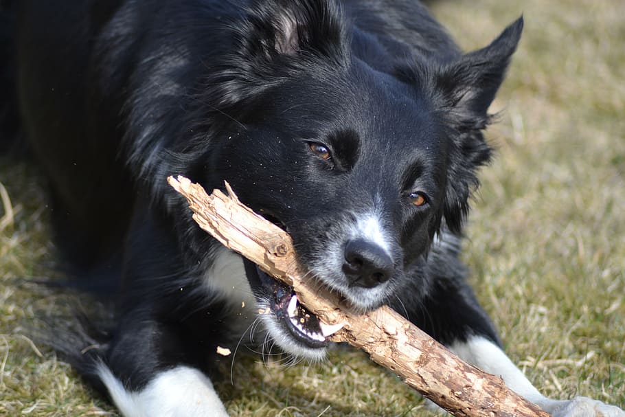 dog, stick, play, kind, pets, animal, outdoors, grass, border Collie HD wallpaper