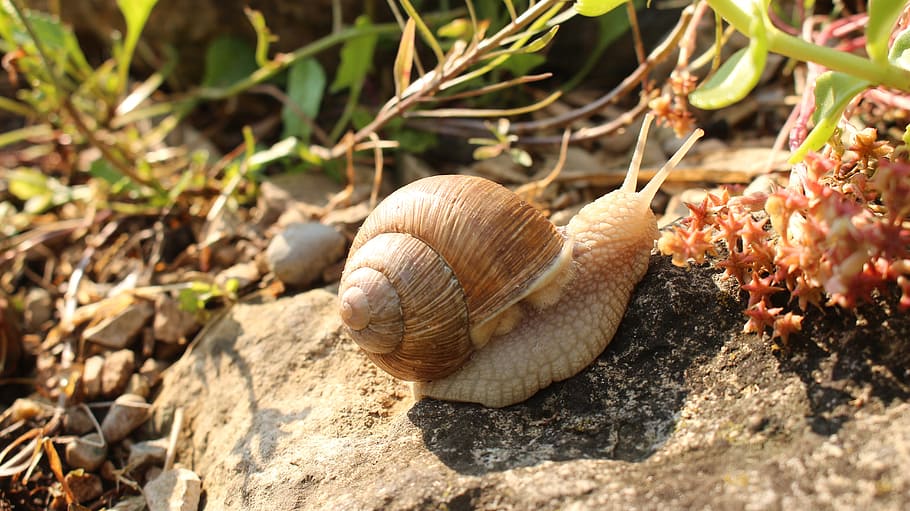 snail, macro, animal, slowly, close, reptile, mucus, garden HD wallpaper