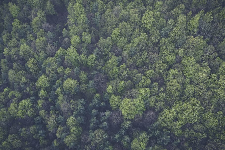 green, trees, forest, woods, nature, plant, beauty in nature HD wallpaper