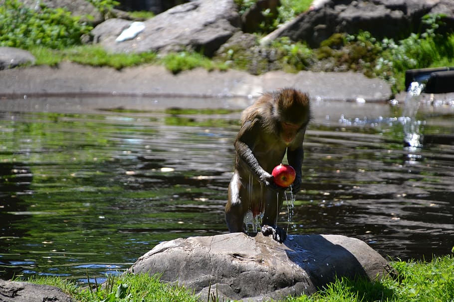 makake, monkey, wet, apple, breakfast, water, drip, animal, HD wallpaper