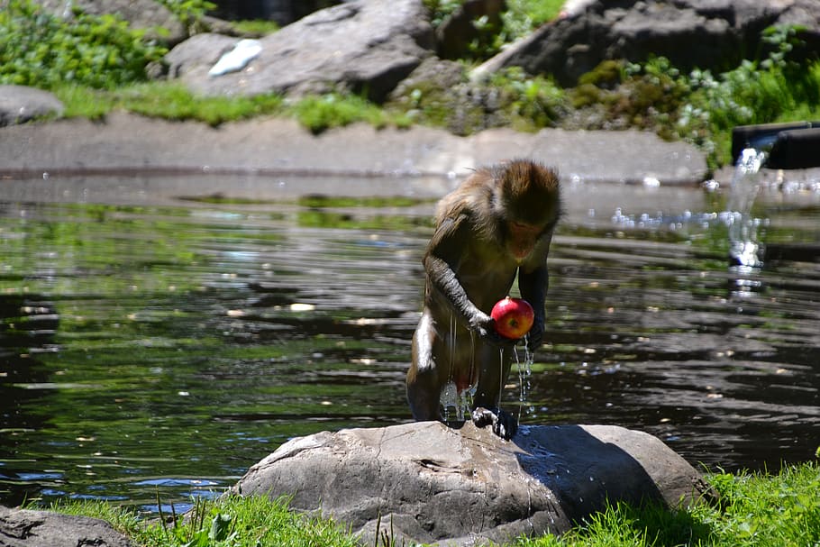 makake, monkey, wet, apple, breakfast, water, drip, animal HD wallpaper