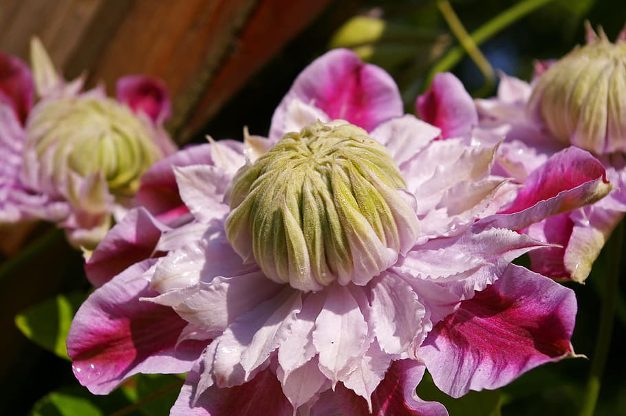 Clematis, Bloom, Flower, Pink, ornamental plant, beautiful HD wallpaper