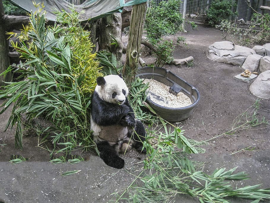 Panda, Bear, Zoo, China, Bamboo, Animal, nature, endangered HD wallpaper