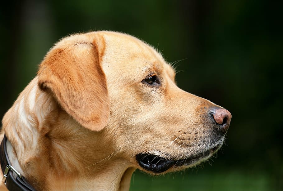 yellow Labrador Retriever puppy selective focus photograph HD wallpaper