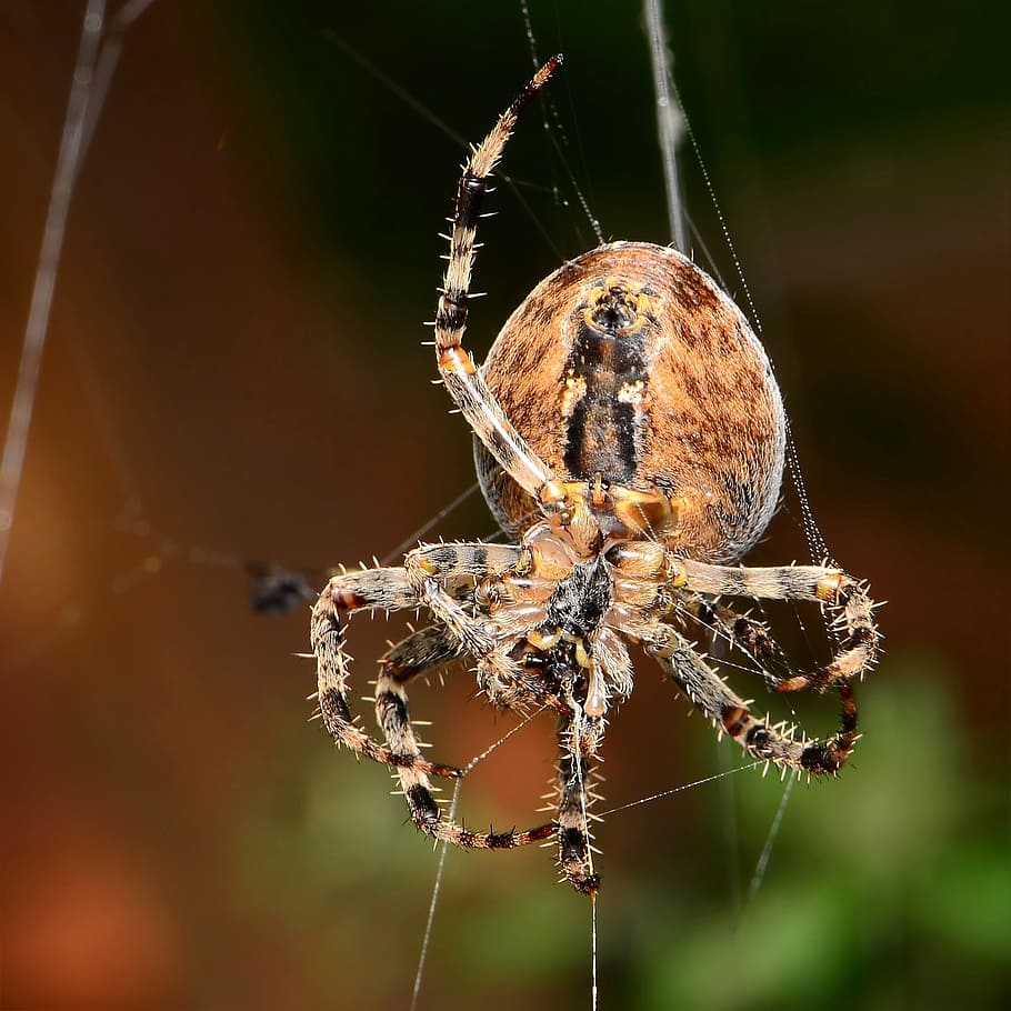 spider, weaving, insect, invertebrate, animals in the wild HD wallpaper