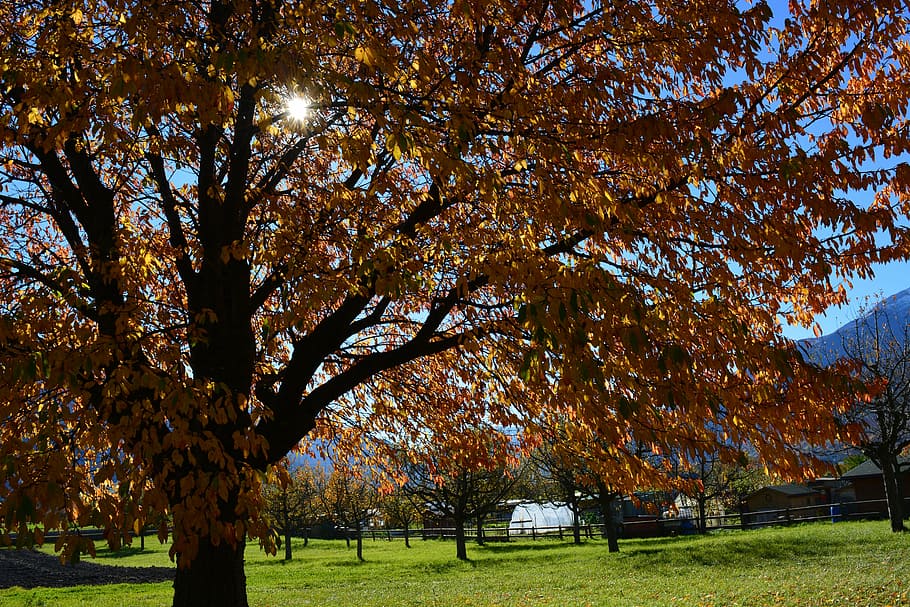 fall foliage, tree, sun, meadow, golden autumn, autumn landscape HD wallpaper