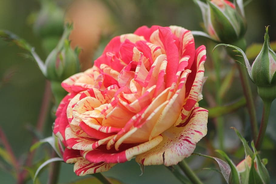 Flowers, Leaf, Gold, Active, rose, red, male, your efforts HD wallpaper