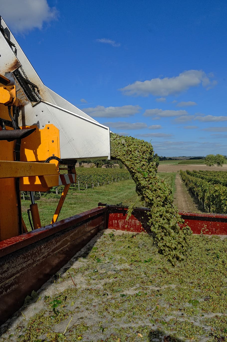 harvest, vines, agriculture, viticulture, grape harvesting machine