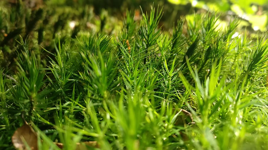 moss, nature, green color, plant, growth, beauty in nature HD wallpaper