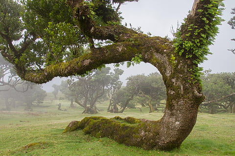 curved green leaf tree, laurel forest, laurel tree, madeira HD wallpaper