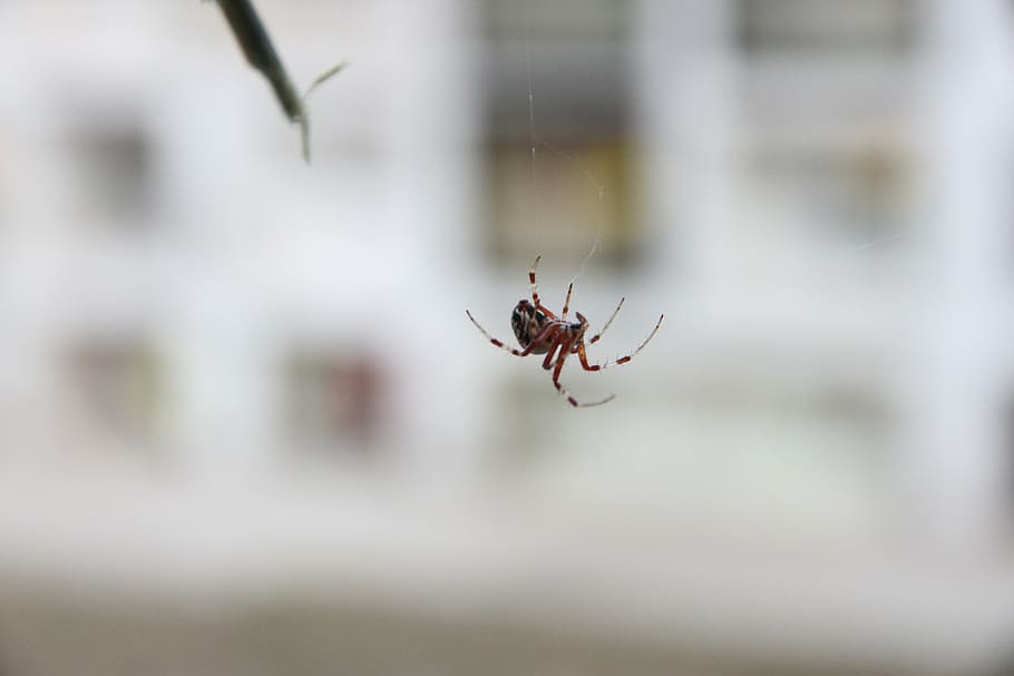 spider, arachnids, predator, animal themes, animal wildlife HD wallpaper