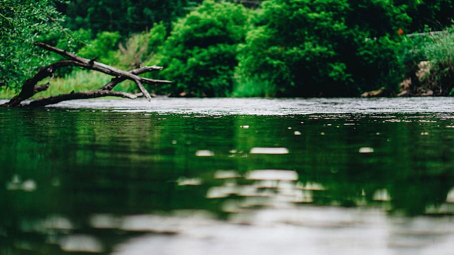 green, plants, forest, trees, wood, lake, water, nature, reflection HD wallpaper