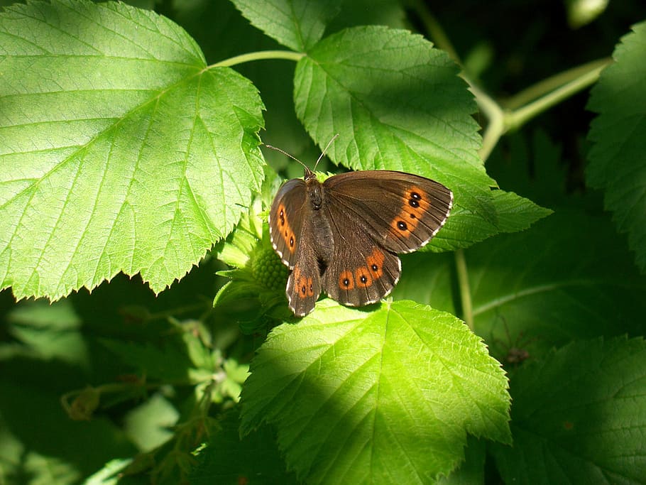 butterfly, nature, insect, leaf, one animal, animal themes HD wallpaper