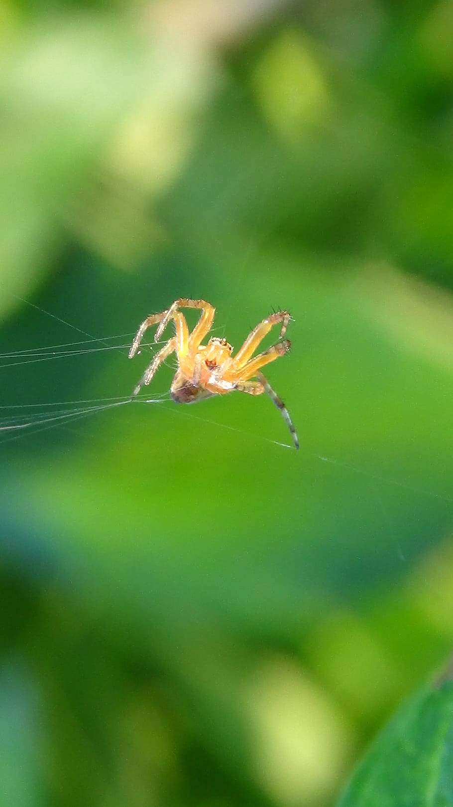 spider, cobweb, close, macro, arachnids, insect, invertebrate HD wallpaper