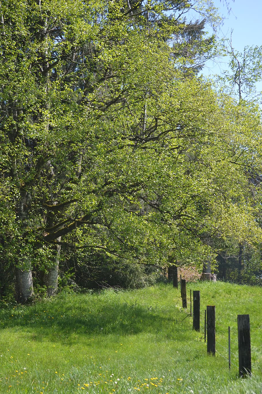 tree, fence, scene, summer, plant, green color, grass, growth HD wallpaper