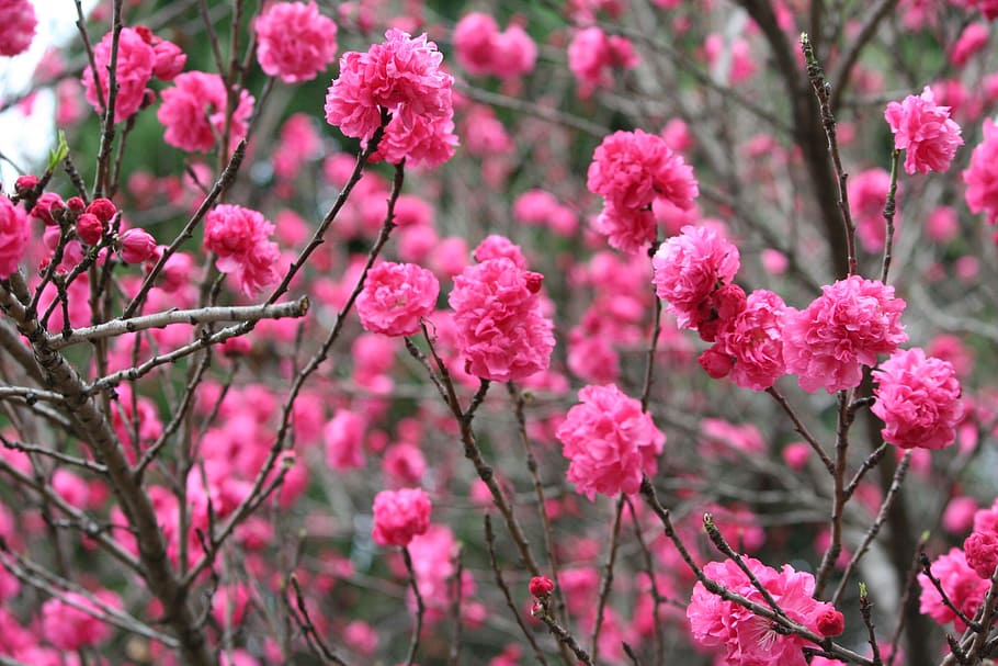 nature, spring, blossoms, pink, tree, flowers, botany, background HD wallpaper