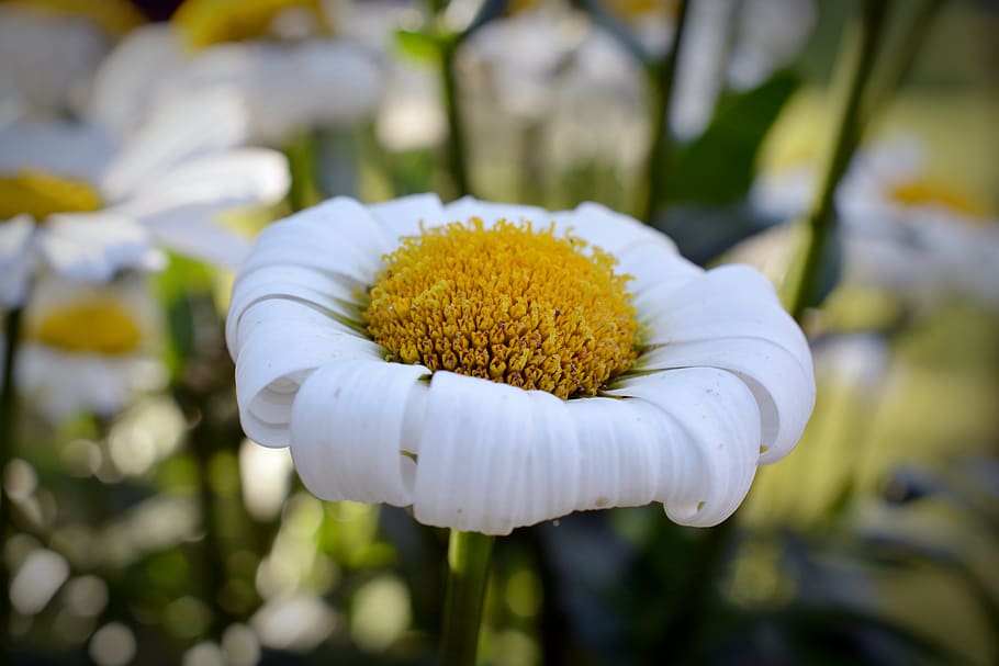 marguerite, gartenmargerite, faded, withered, flower, close up, HD wallpaper