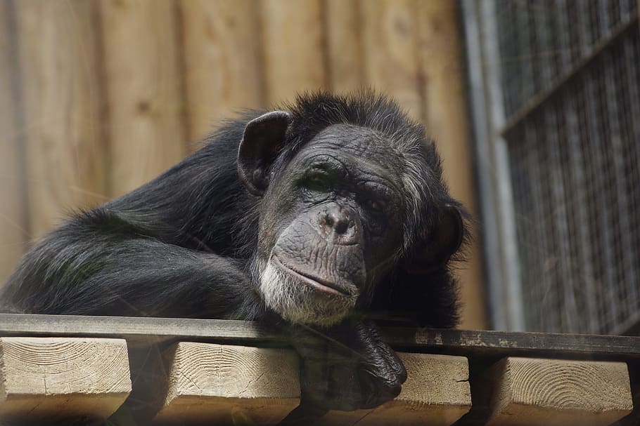 monkey on board, Common Chimpanzee, Great Ape, animal, tallinn zoo, HD wallpaper